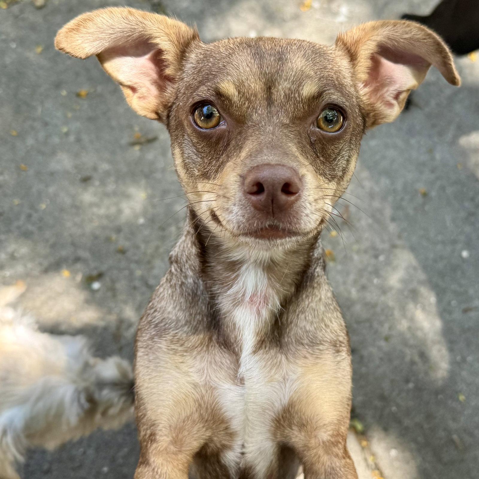 Enlarge Teeny, a Adopted Miniature Pinscher in Oakland, CA image 2/3