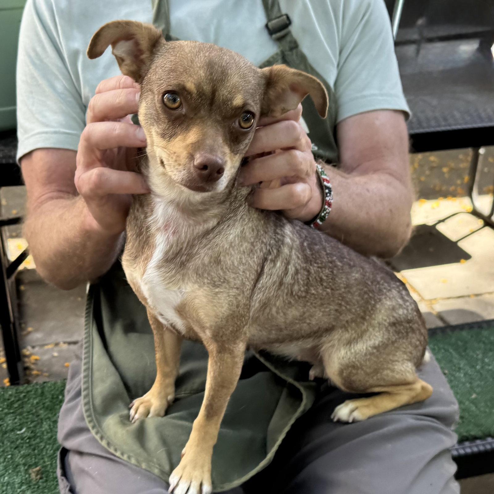 Enlarge Teeny, a Adopted Miniature Pinscher in Oakland, CA image 3/3