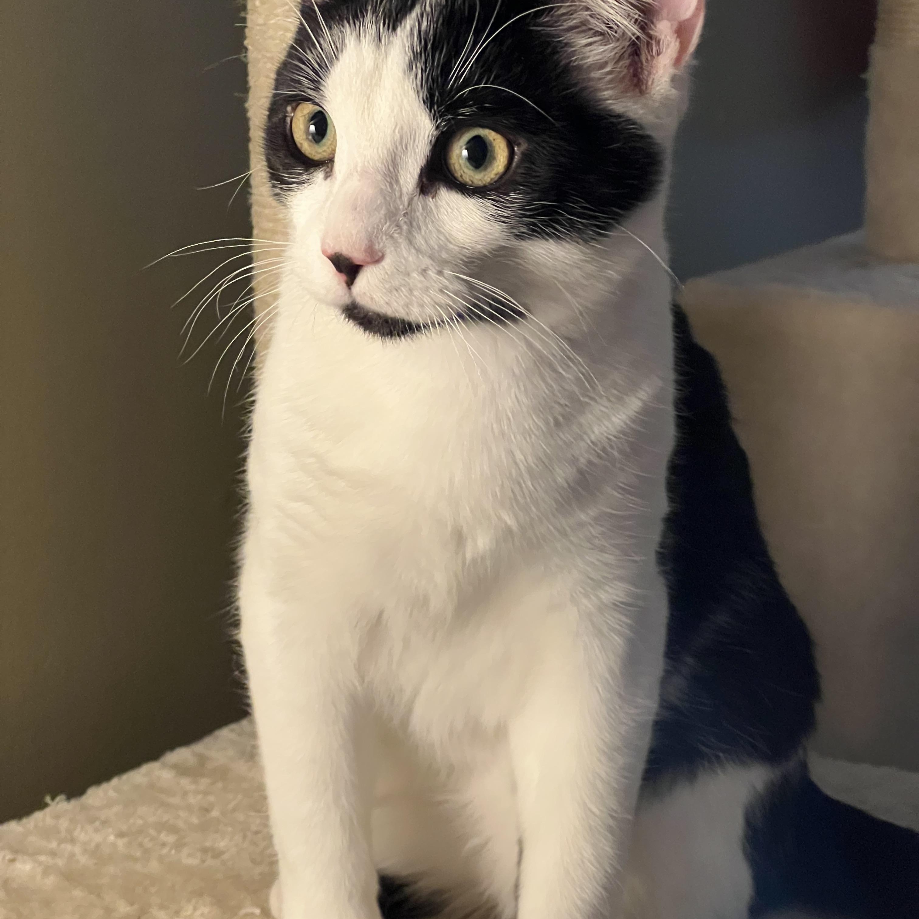 Enlarge Tofu and Miso, a ADOPTABLE Domestic Short Hair in Bowdoin, ME image 5/5