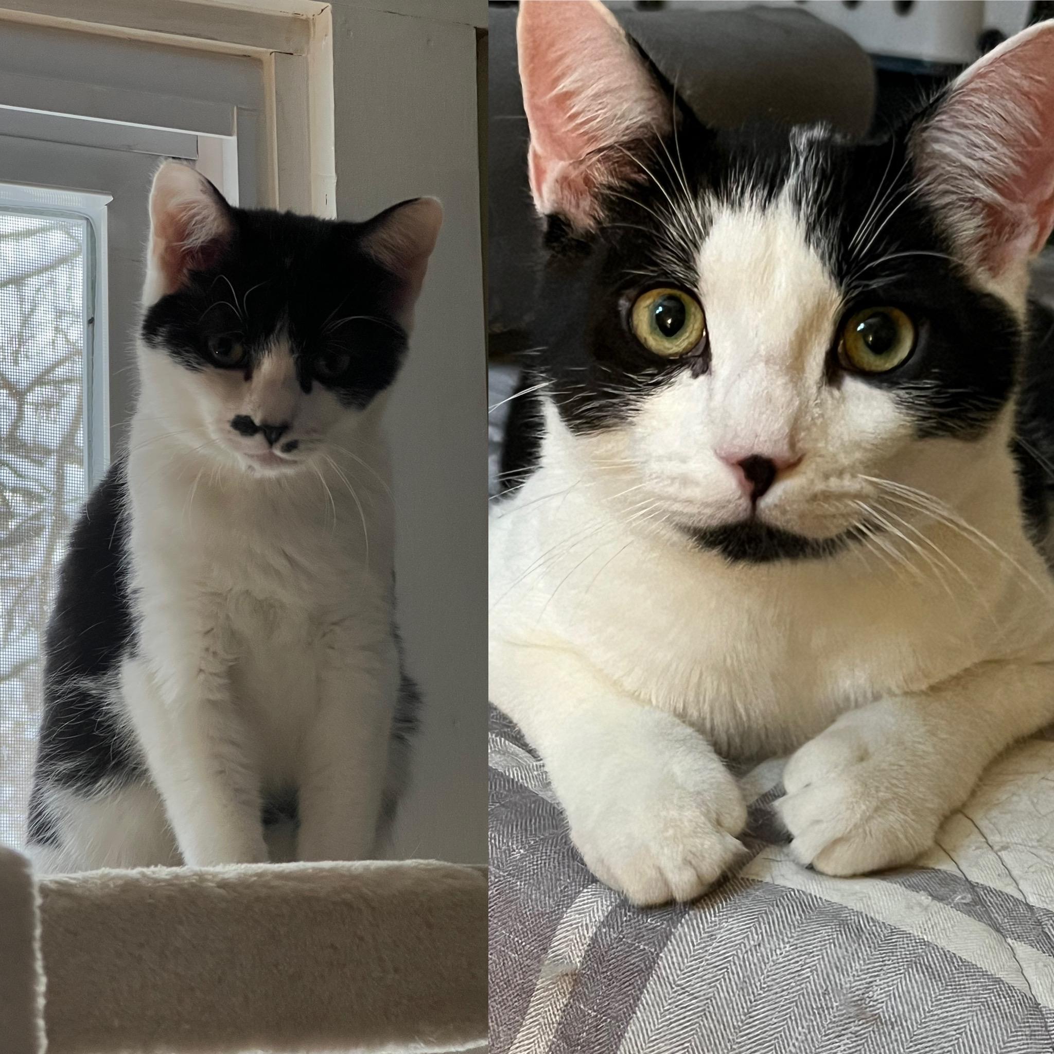 Tofu and Miso, ADOPTABLE, Kitten Male Domestic Short Hair.