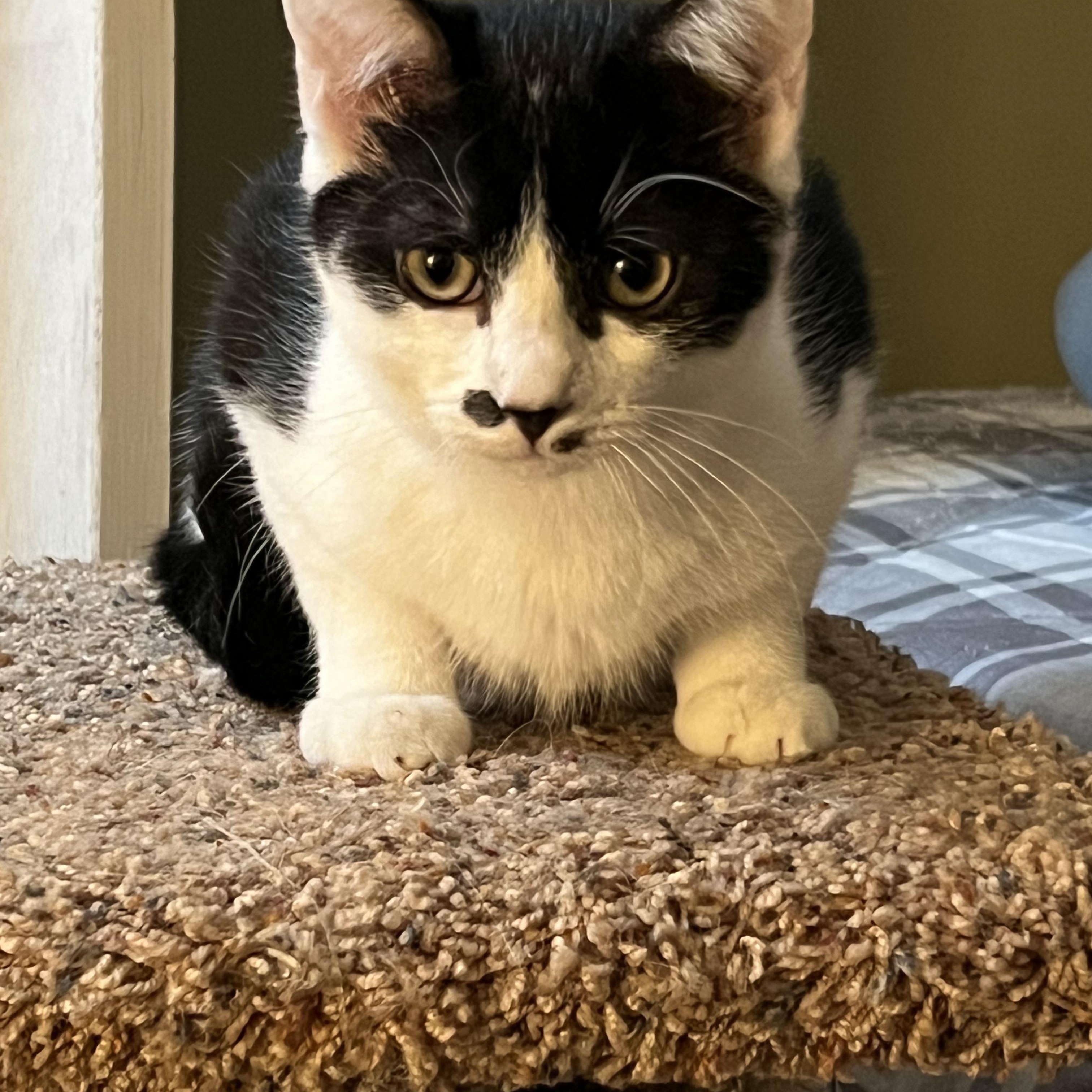 Enlarge Tofu and Miso, a ADOPTABLE Domestic Short Hair in Bowdoin, ME image 4/5