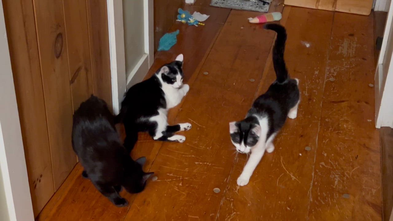 Enlarge Tofu and Miso, a ADOPTABLE Domestic Short Hair in Bowdoin, ME video 2/5