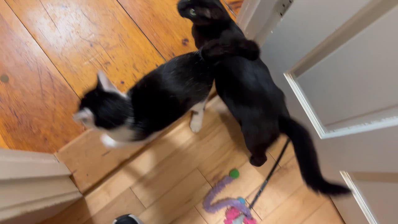 Enlarge Tofu and Miso, a ADOPTABLE Domestic Short Hair in Bowdoin, ME video 3/5