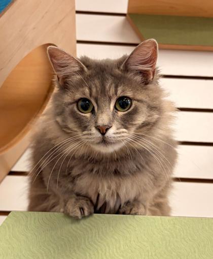 Binnie, Adoptable, Kitten Female Domestic Long Hair & Domestic Short Hair.