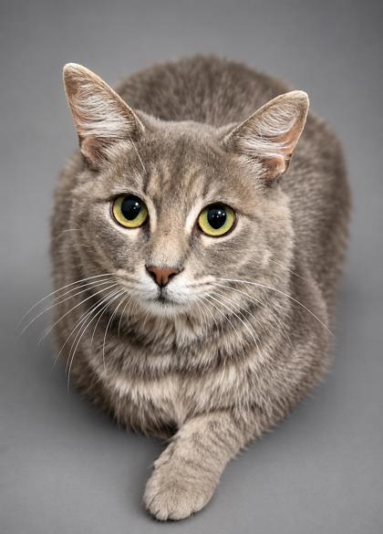 Binnie, Adoptable, Kitten Female Domestic Long Hair & Domestic Short Hair.