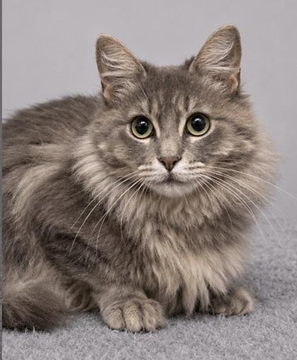 Binnie, a Adoptable mixed breed in Fresno, CA image 2/3