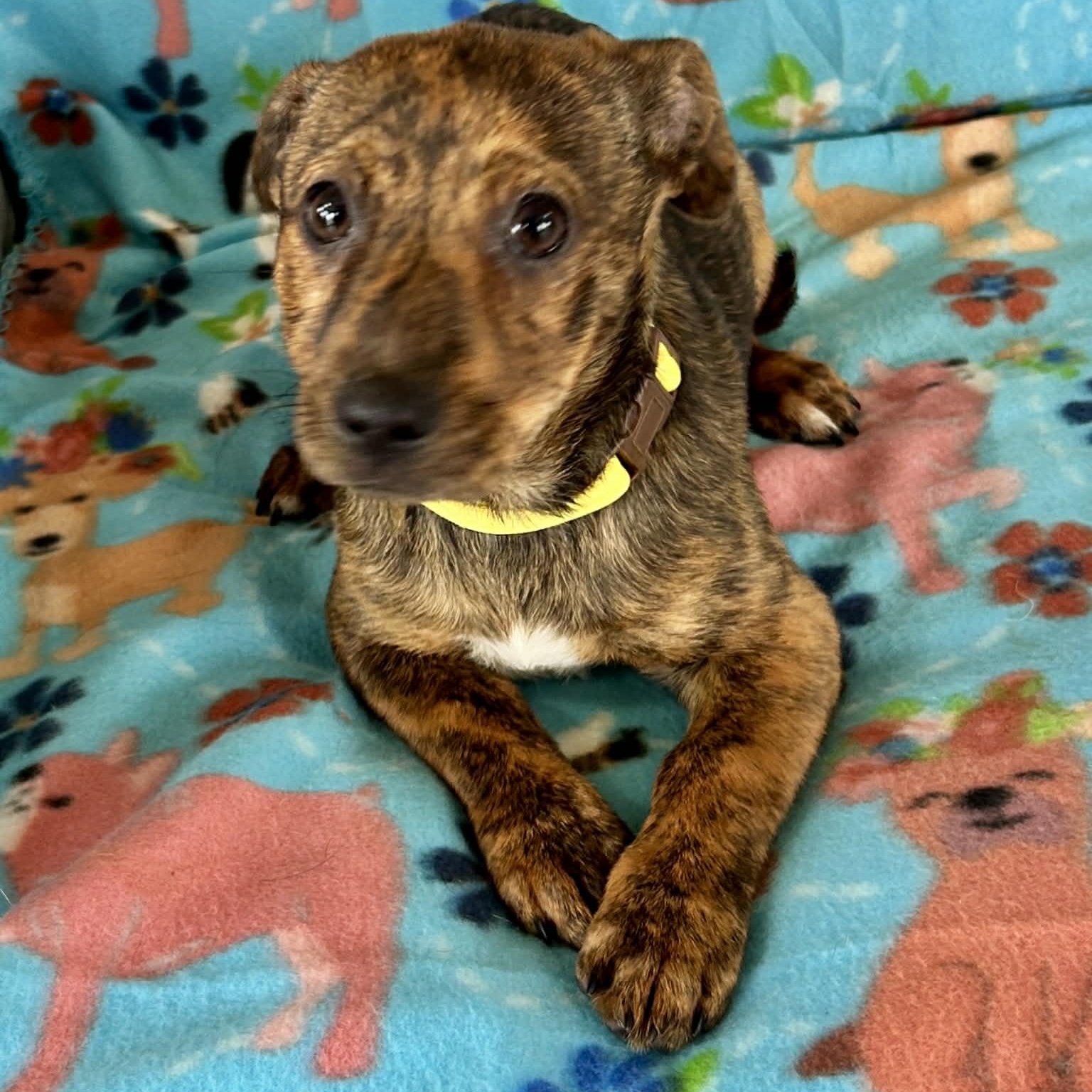 Lemonade, adopted, Puppy Female Dachshund & Feist.