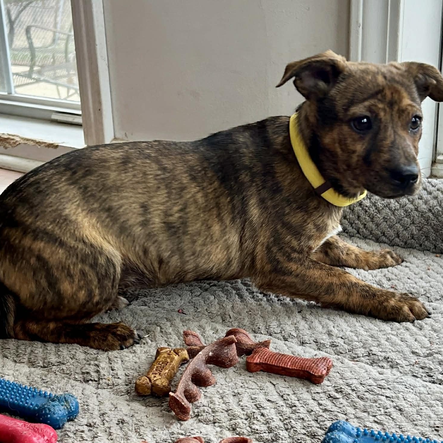 Enlarge Lemonade, an adopted mixed breed in East Hampton, CT image 4/5