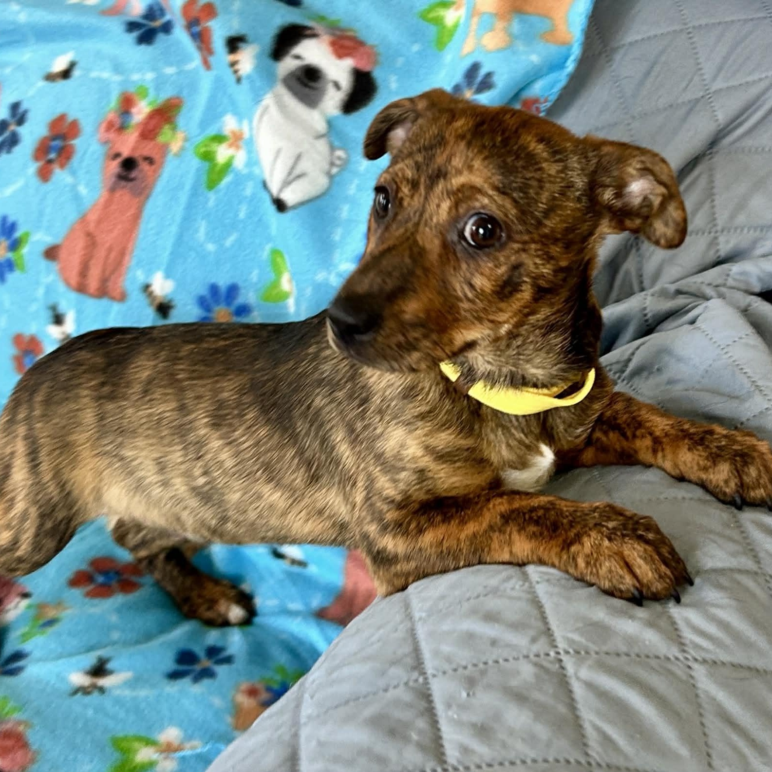 Enlarge Lemonade, an adopted mixed breed in East Hampton, CT image 3/5