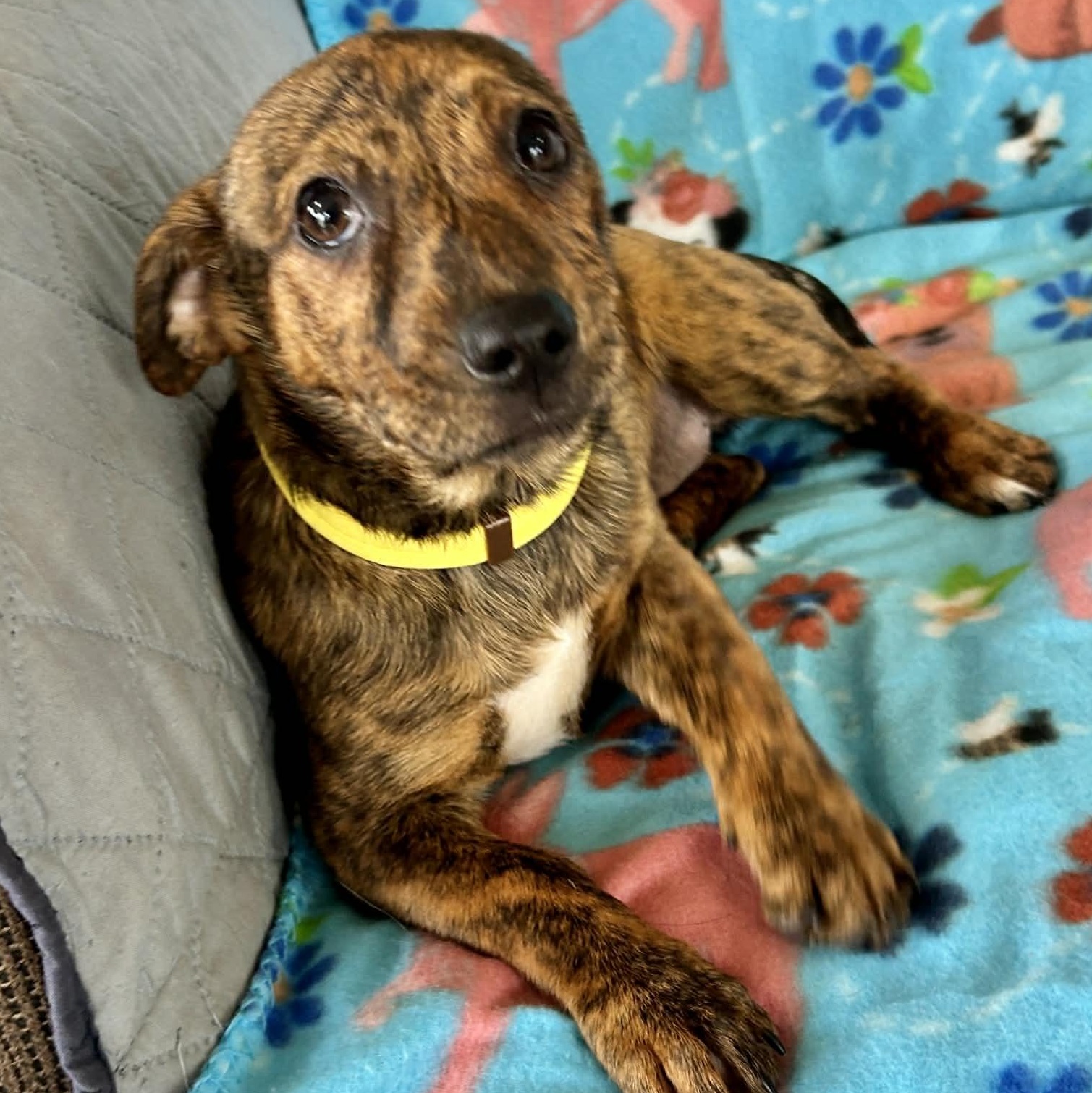 Enlarge Lemonade, an adopted mixed breed in East Hampton, CT image 5/5