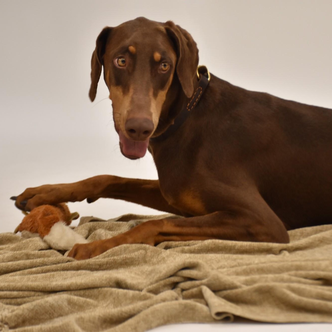 Enlarge Priscilla, a Adoptable mixed breed in Rochester, NY image 4/5