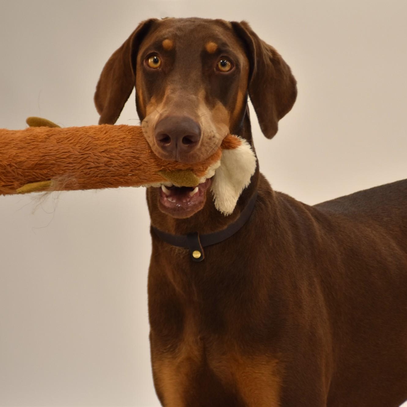 Priscilla, Young Female Doberman Pinscher