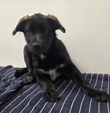 Enlarge Leon Kennedy, a Adoptable mixed breed in Phoenix, AZ image 1/1