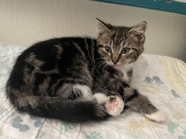 Phoenix, a ADOPTABLE Domestic Short Hair in Gig Harbor, WA image 4/4