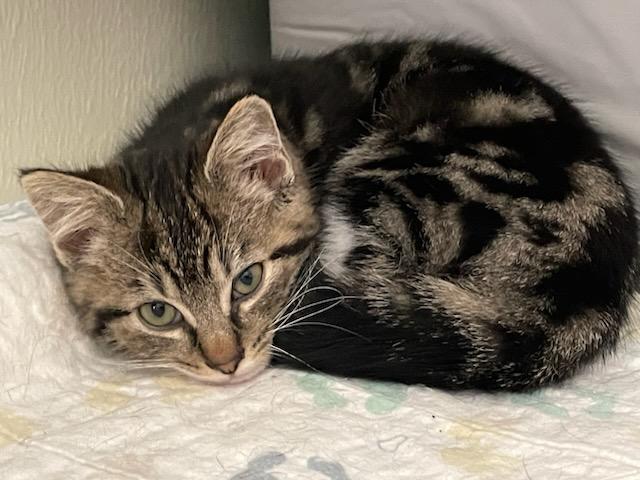 Phoenix, a ADOPTABLE Domestic Short Hair in Gig Harbor, WA image 2/4