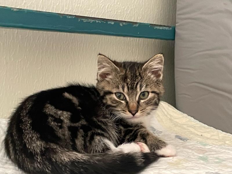 Phoenix, ADOPTABLE, Kitten Female Domestic Short Hair.