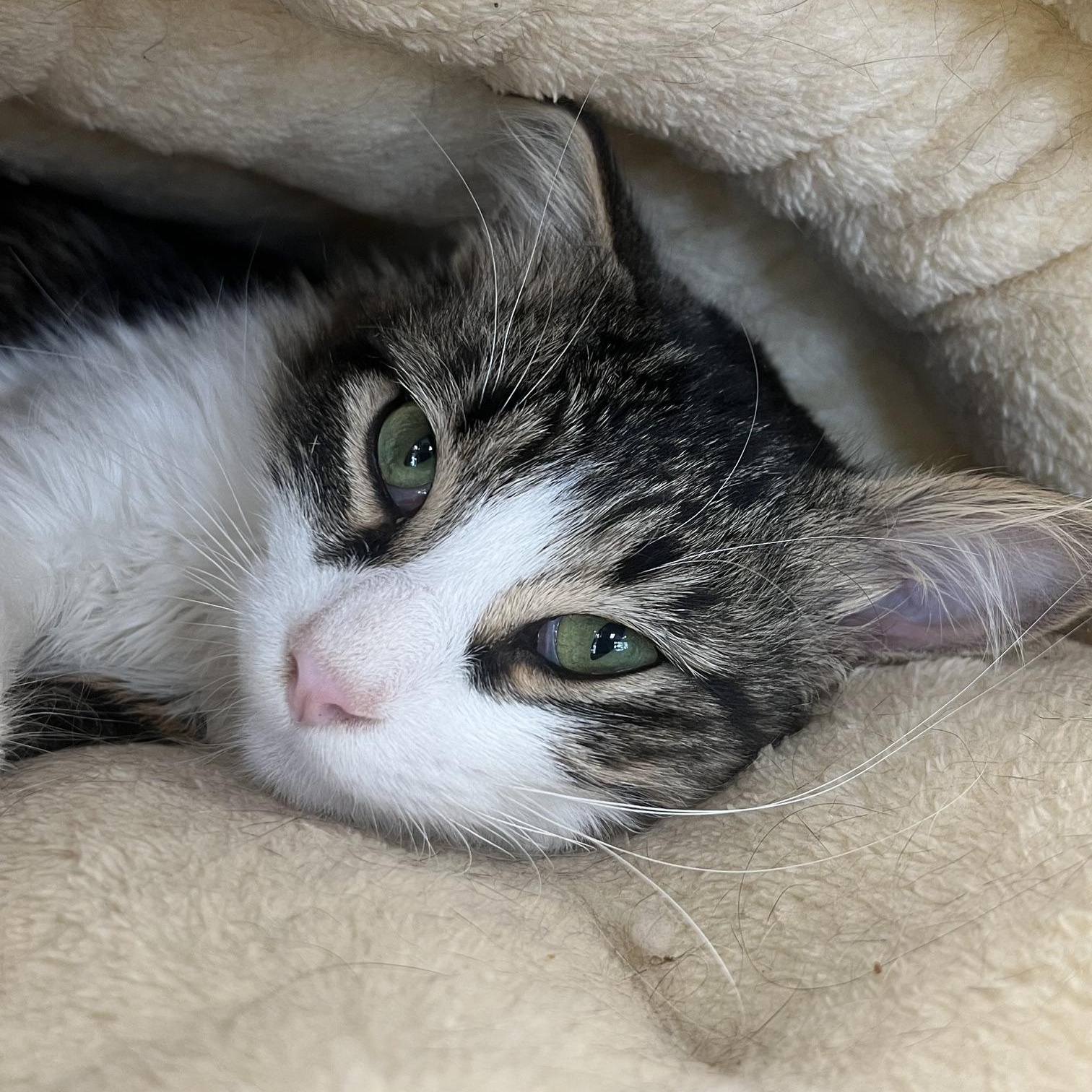 Ollie, an adopted Domestic Long Hair in Johnston, RI image 5/6