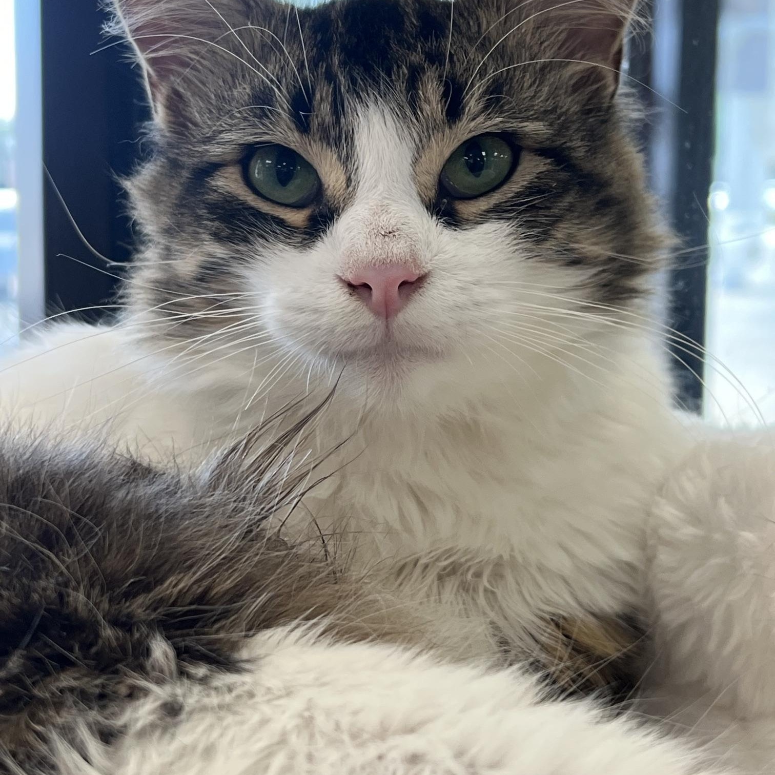 Ollie, an adopted Domestic Long Hair in Johnston, RI image 2/6