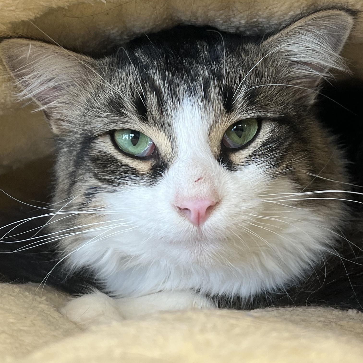 Ollie, an adopted Domestic Long Hair in Johnston, RI image 3/6