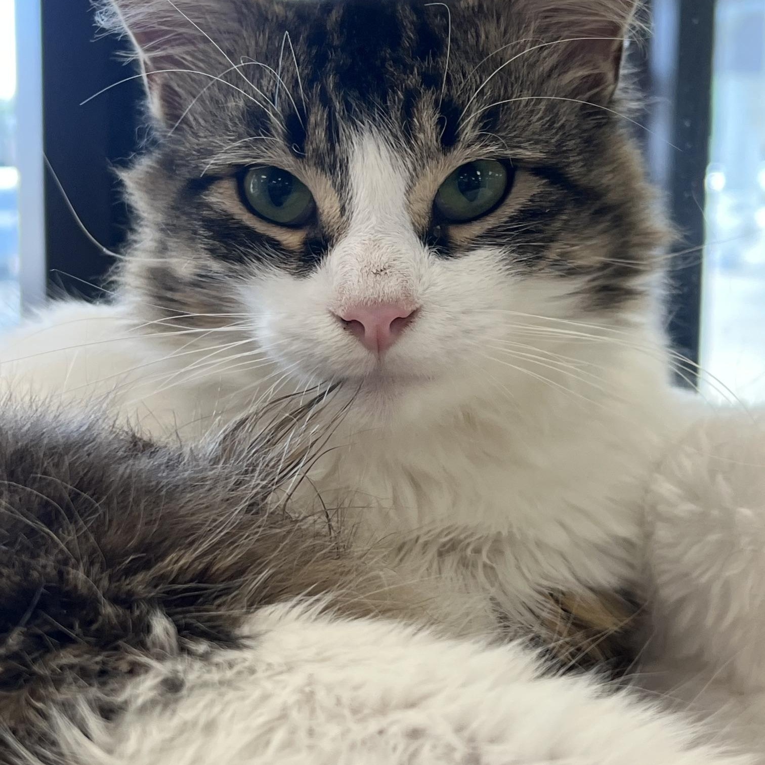 Ollie, an adopted Domestic Long Hair in Johnston, RI image 4/6