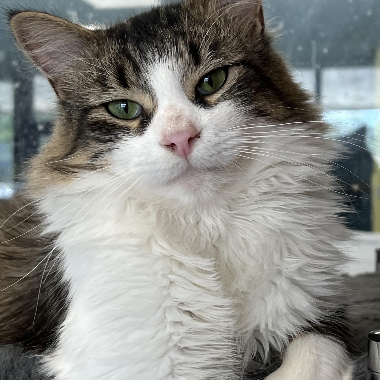Ollie, an adopted Domestic Long Hair in Johnston, RI image 6/6