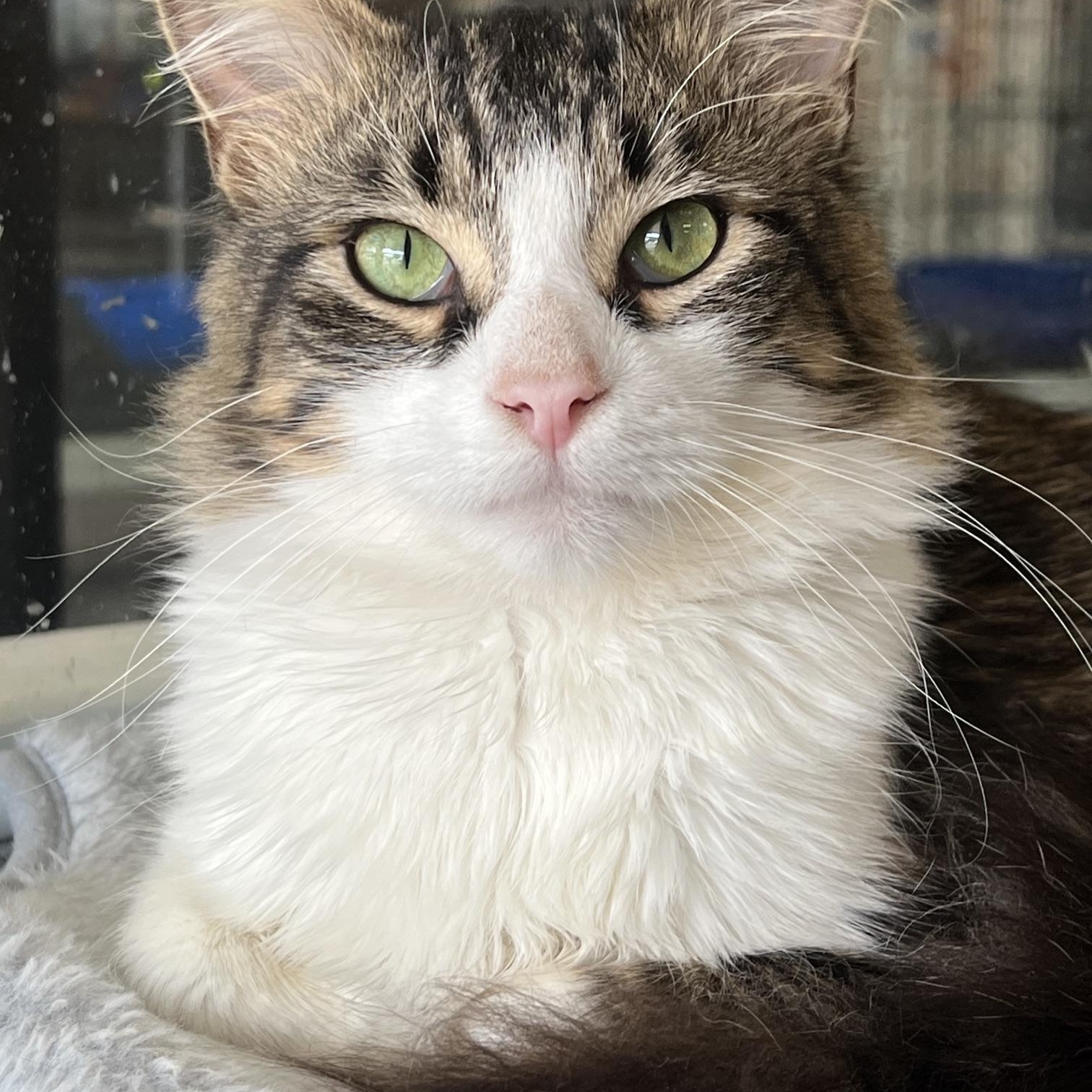 Ollie, adopted, Kitten Male Domestic Long Hair.