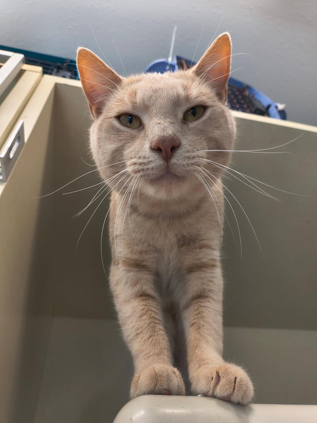 Popcorn, Adoptable, Young Male Domestic Short Hair.