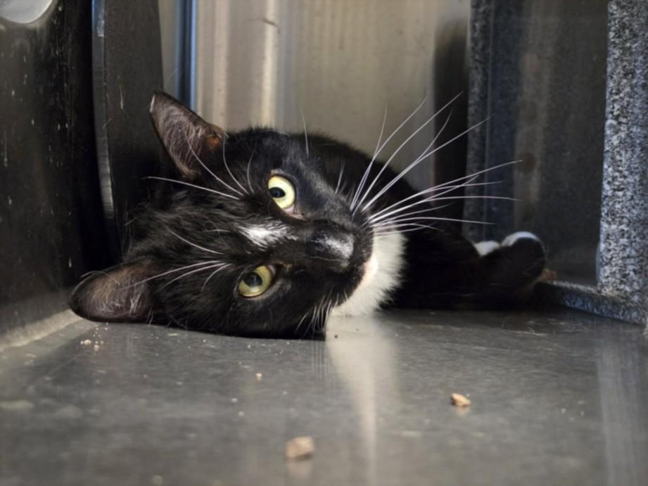 PING, Adoptable, Young Male Domestic Short Hair.