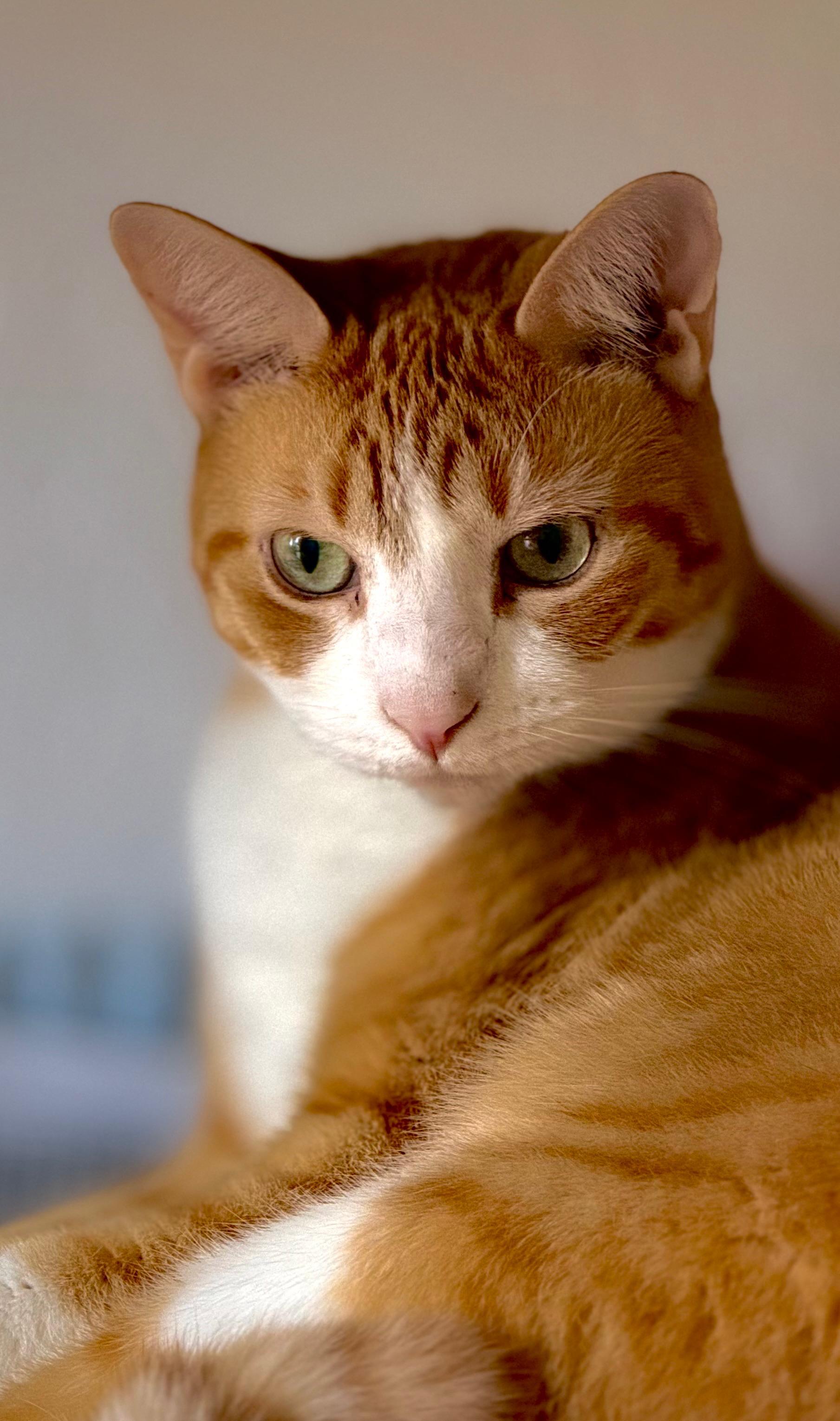 Enlarge Basil, an adoptable Domestic Short Hair in Boston, MA image 5/5