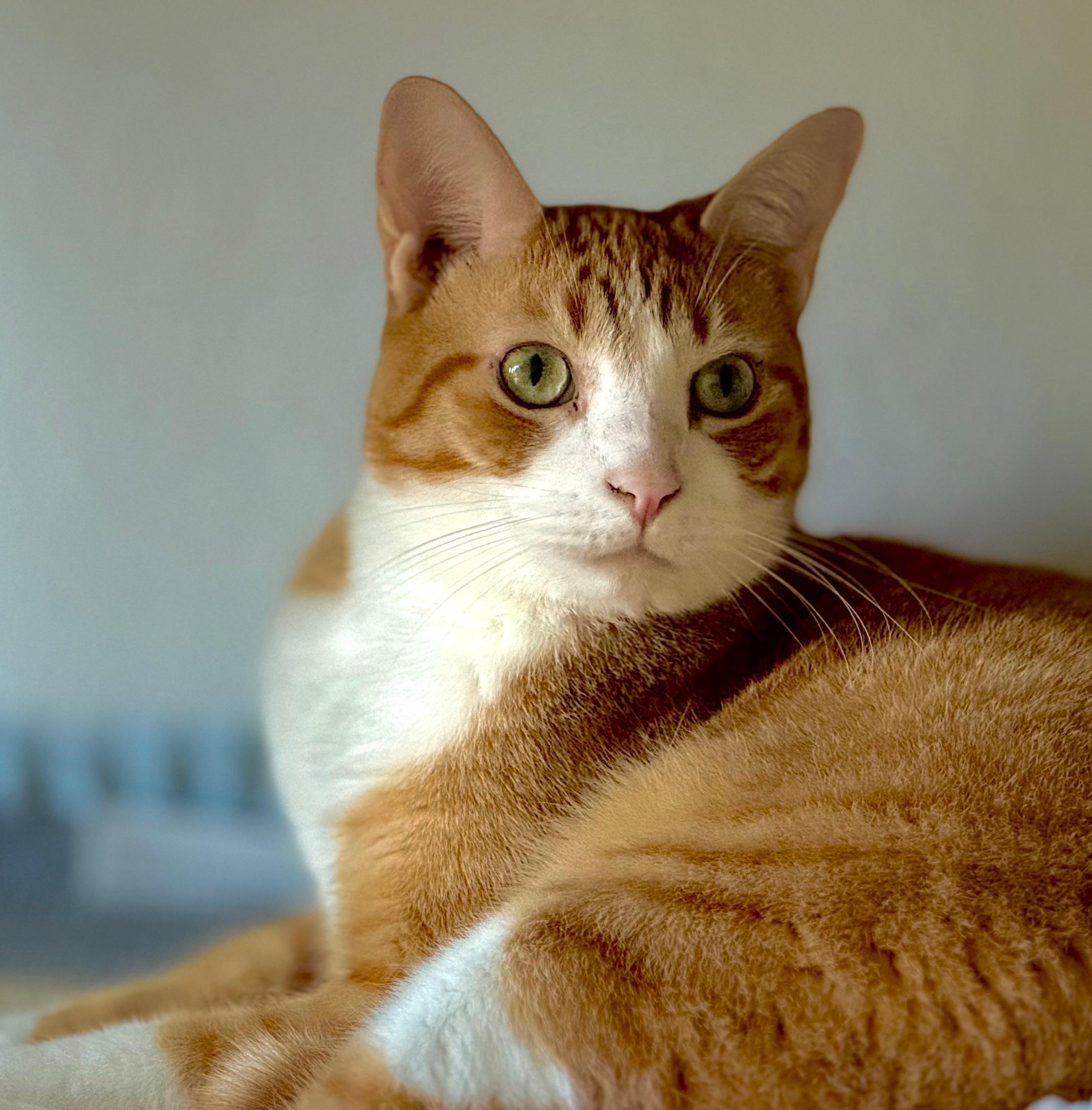 Basil, adoptable, Young Male Domestic Short Hair.