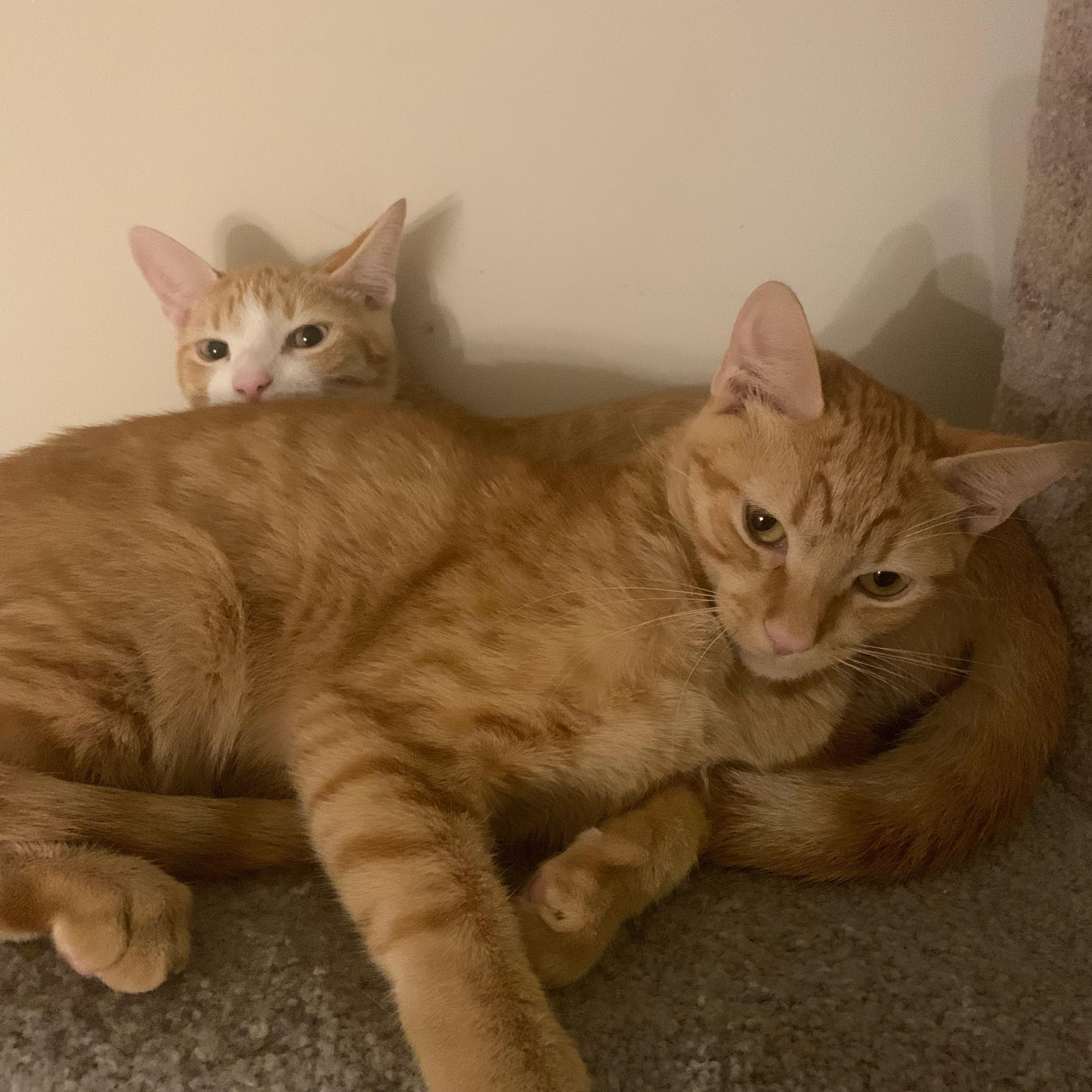 Oliver & Basil
