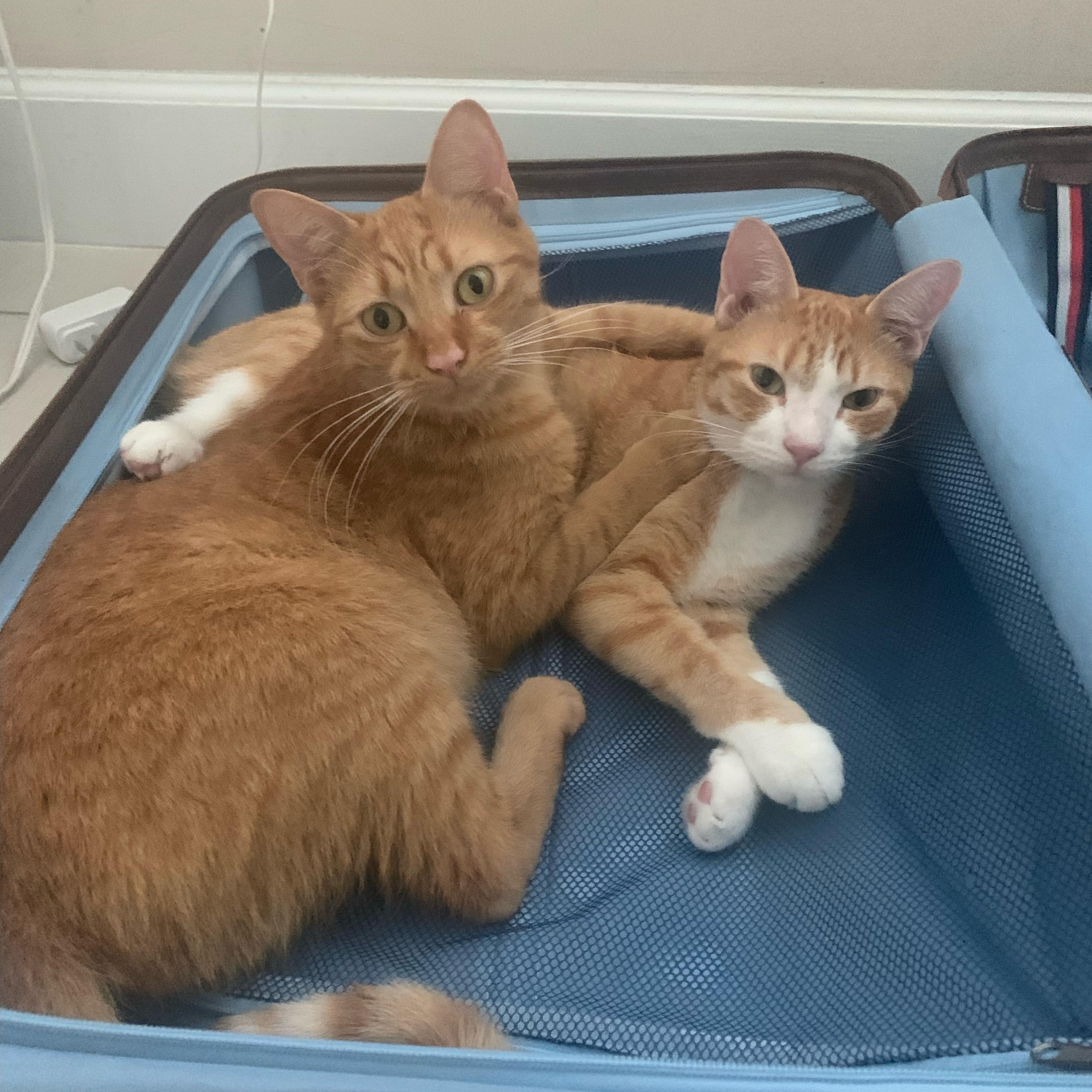 Oliver & Basil photo 2