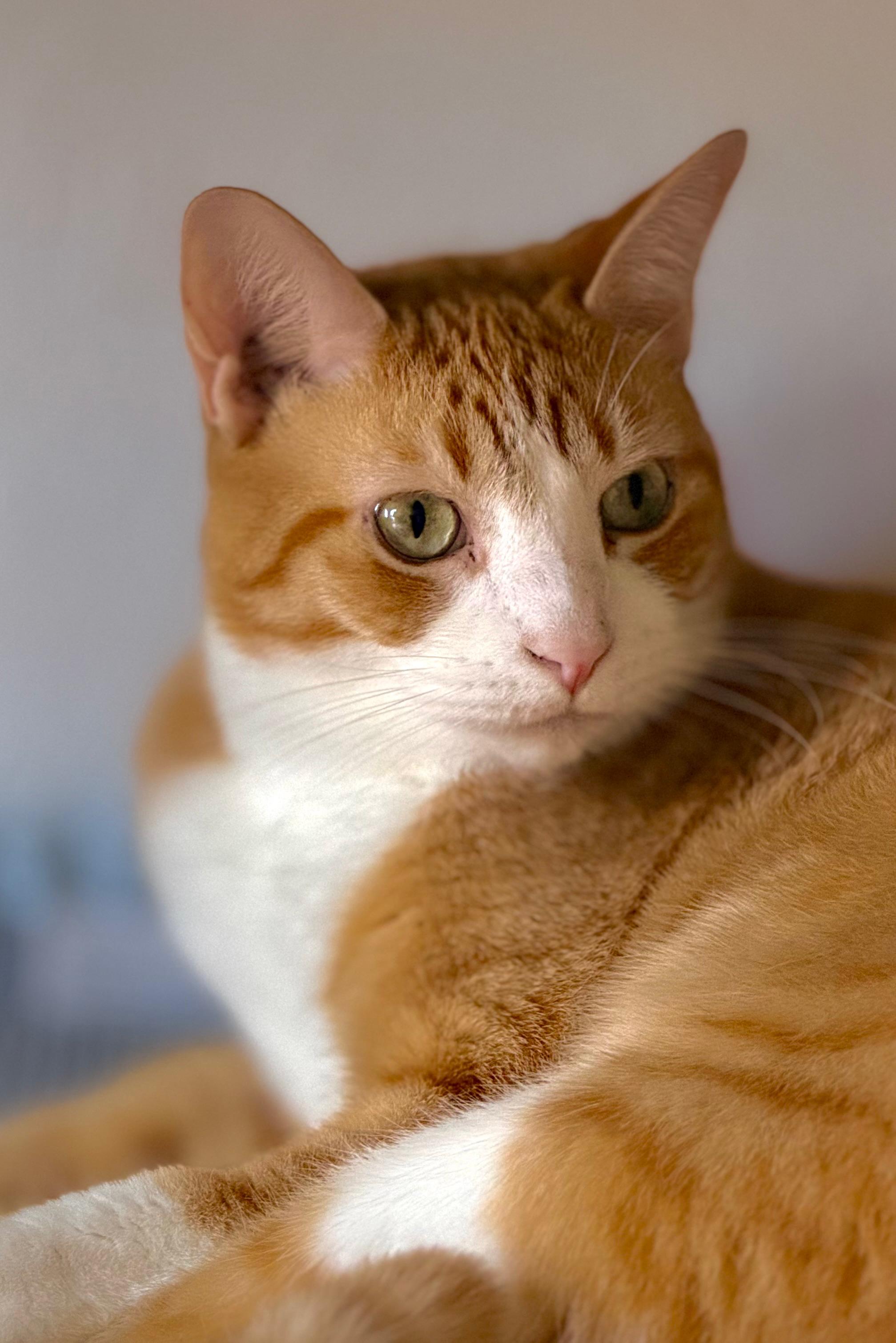 Enlarge Basil, an adoptable Domestic Short Hair in Boston, MA image 3/5