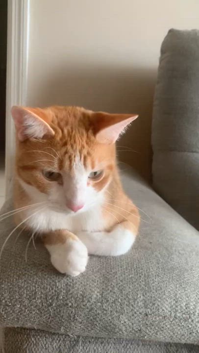 Enlarge Basil, an adoptable Domestic Short Hair in Boston, MA video 4/5