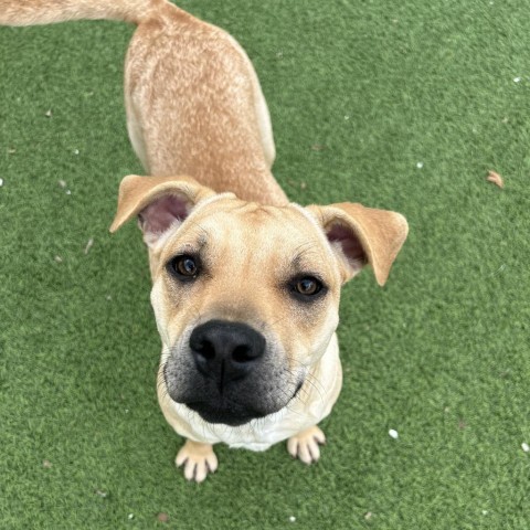 Dog for adoption - Cricket, a Labrador Retriever Mix in Jacksonville ...