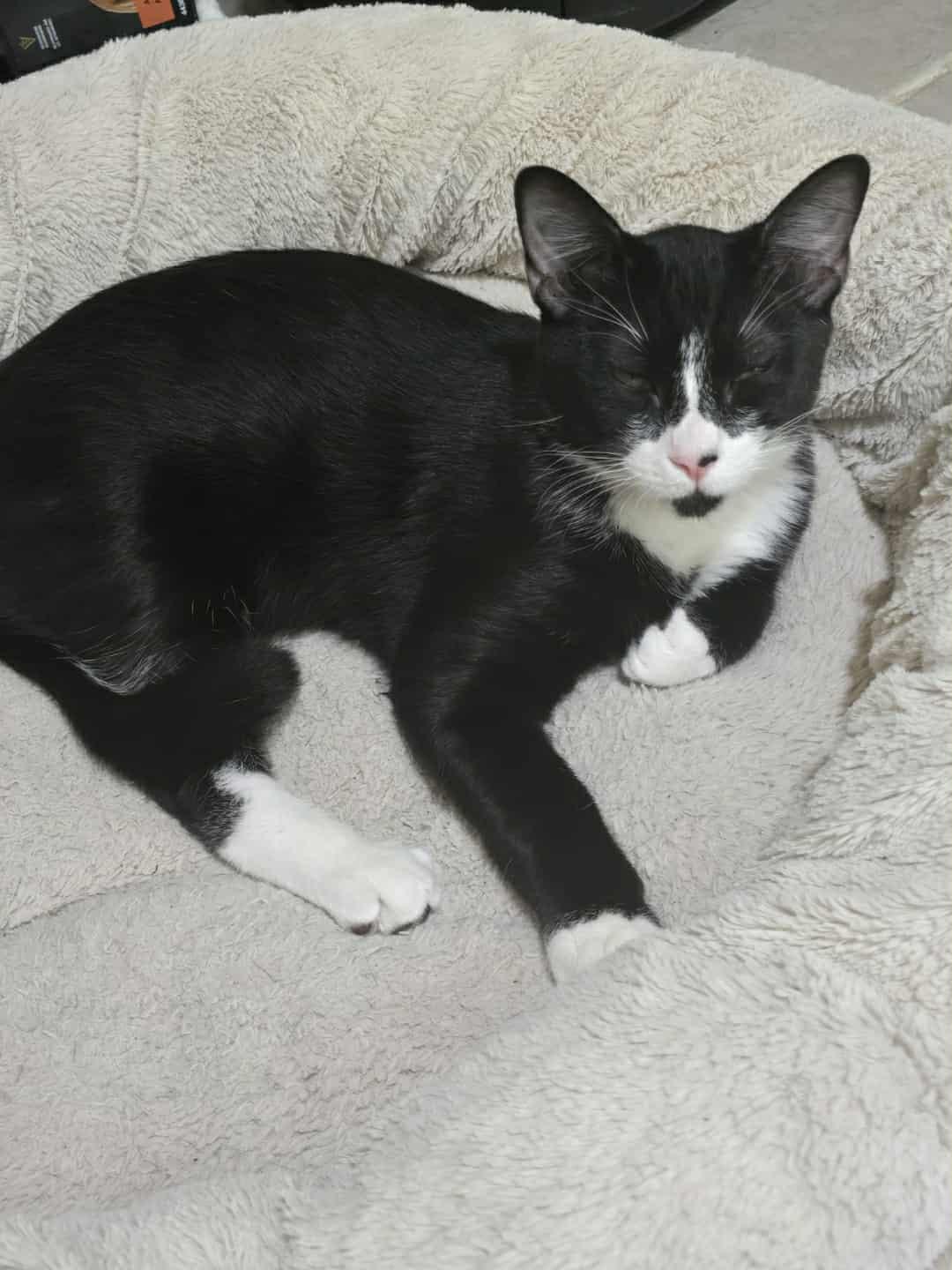 Enlarge Dewey, a Adopted Domestic Short Hair in Edmond, OK image 1/1