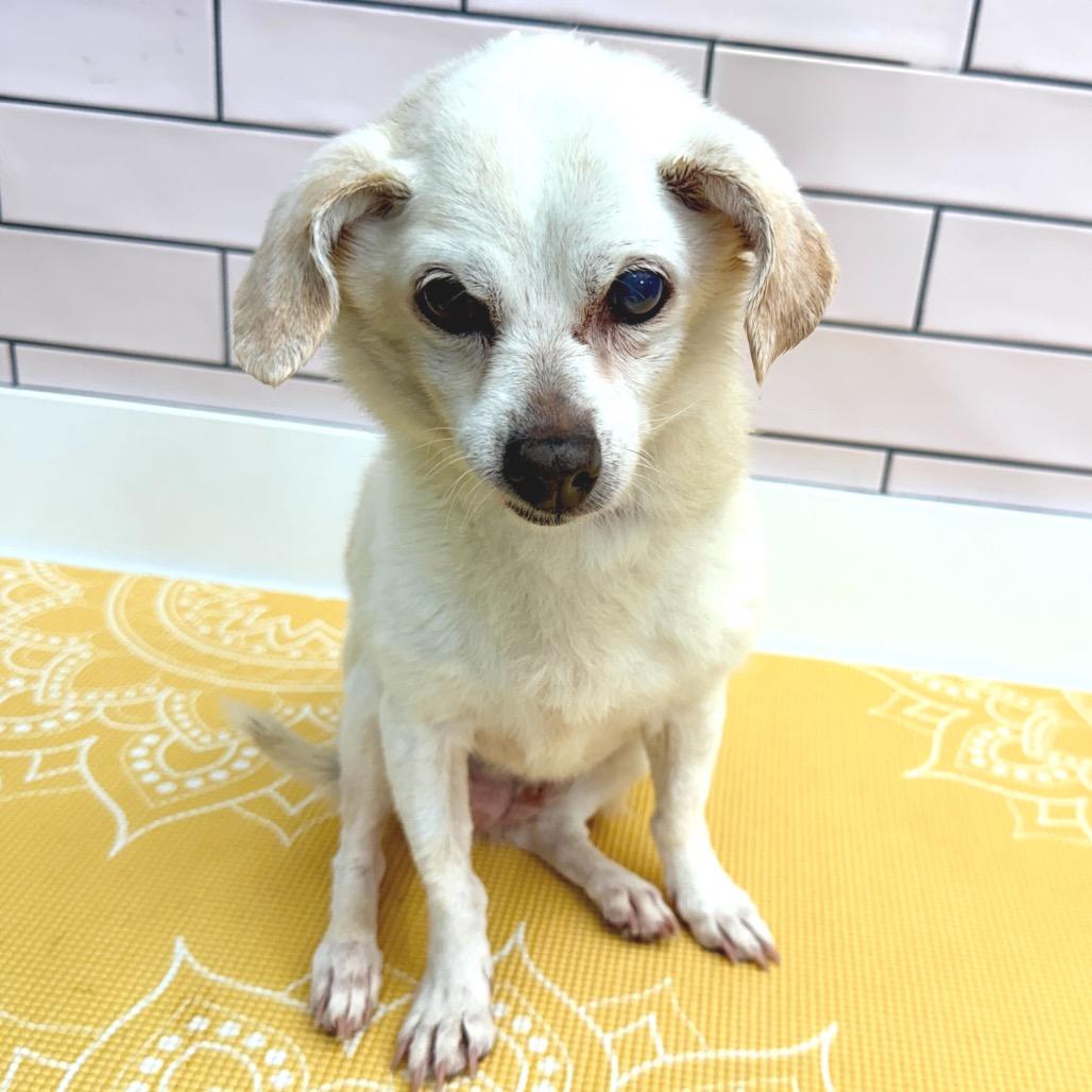 Helena 13687, a Adoptable Chihuahua in San Francisco, CA image 1/2