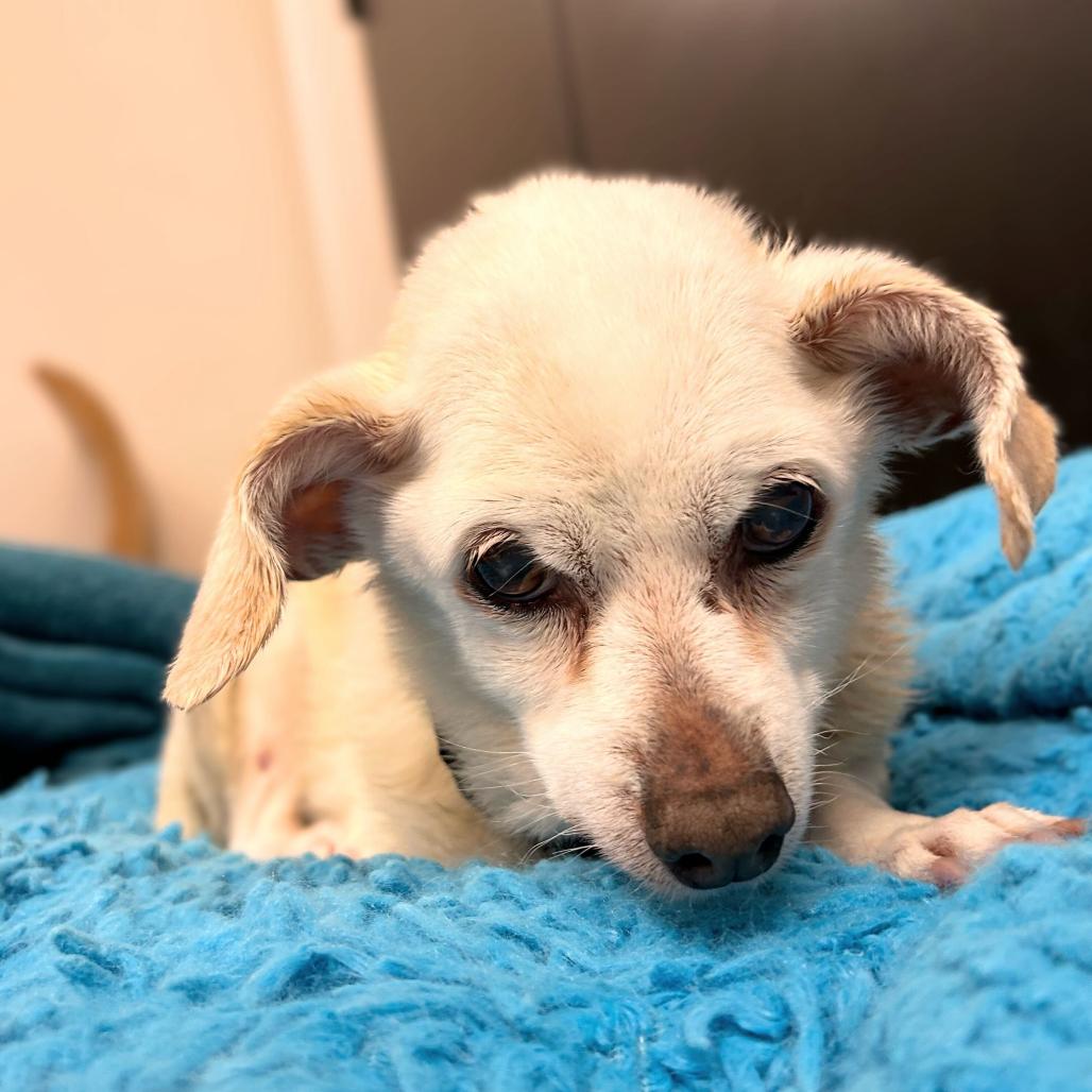 Helena 13687, a Adoptable Chihuahua in San Francisco, CA image 2/2