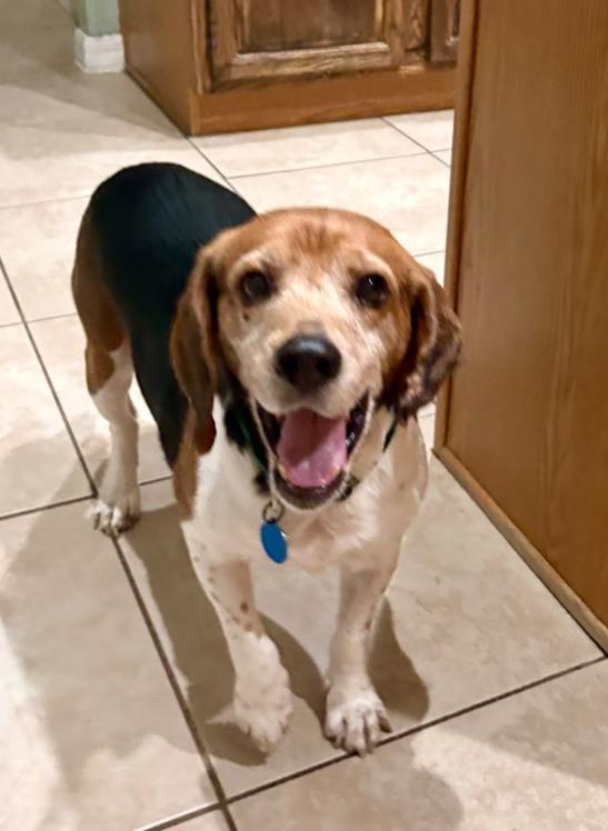 Ben, a ADOPTABLE Beagle in Inverness, FL image 2/2