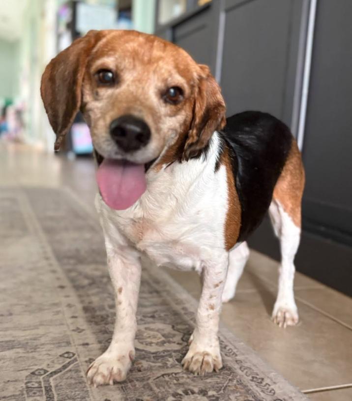 Ben, a ADOPTABLE Beagle in Inverness, FL image 1/2