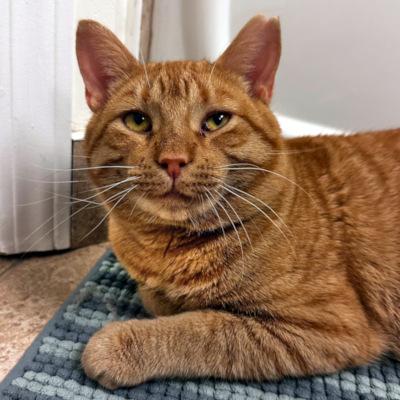 Bernie, Adult Male unknown