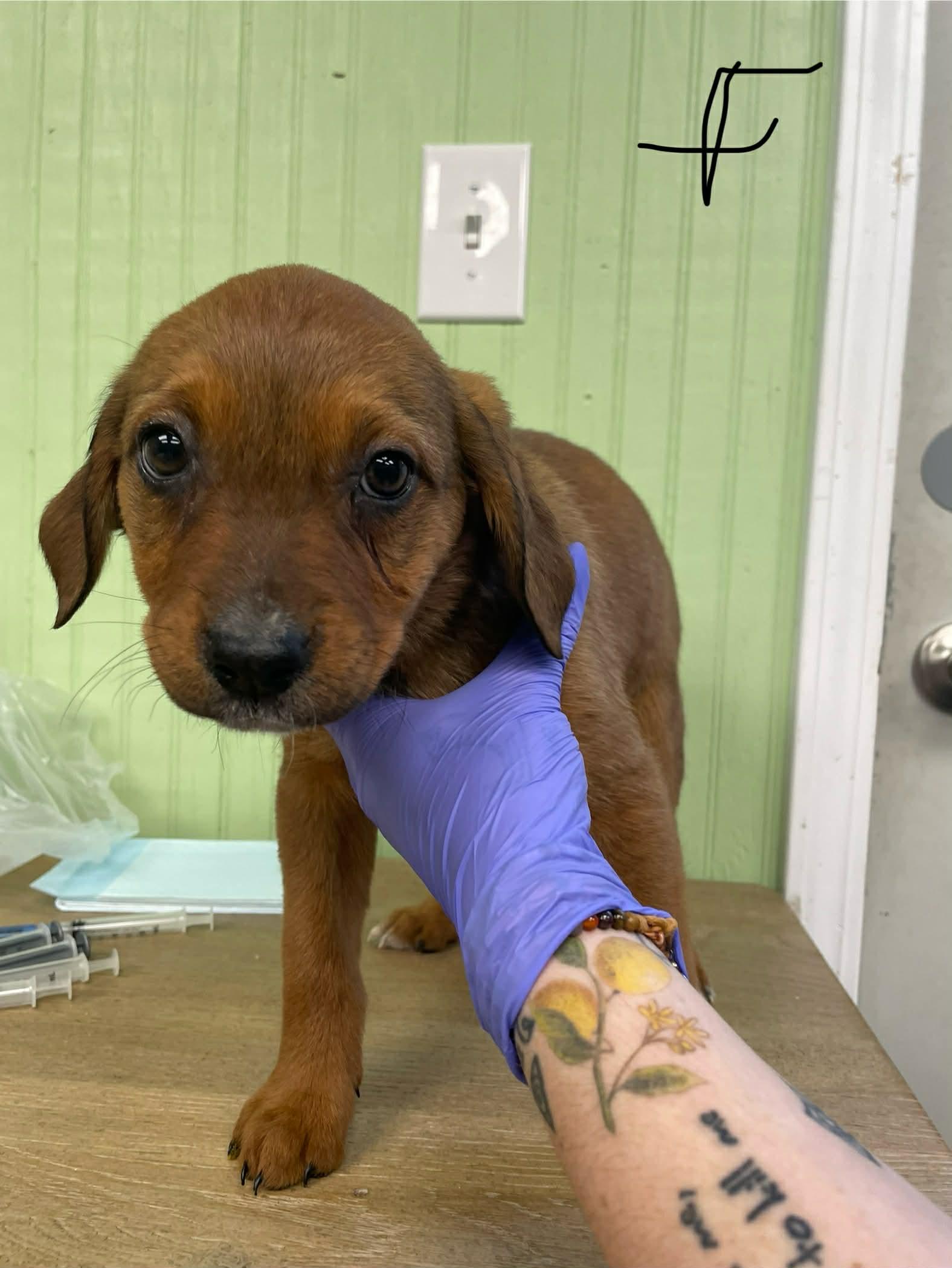 Meadow, ADOPTABLE, Puppy Female Australian Shepherd.