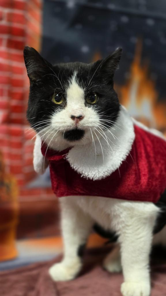 Enlarge Tommy Boy, a Adoptable mixed breed in Huntington, IN image 1/3