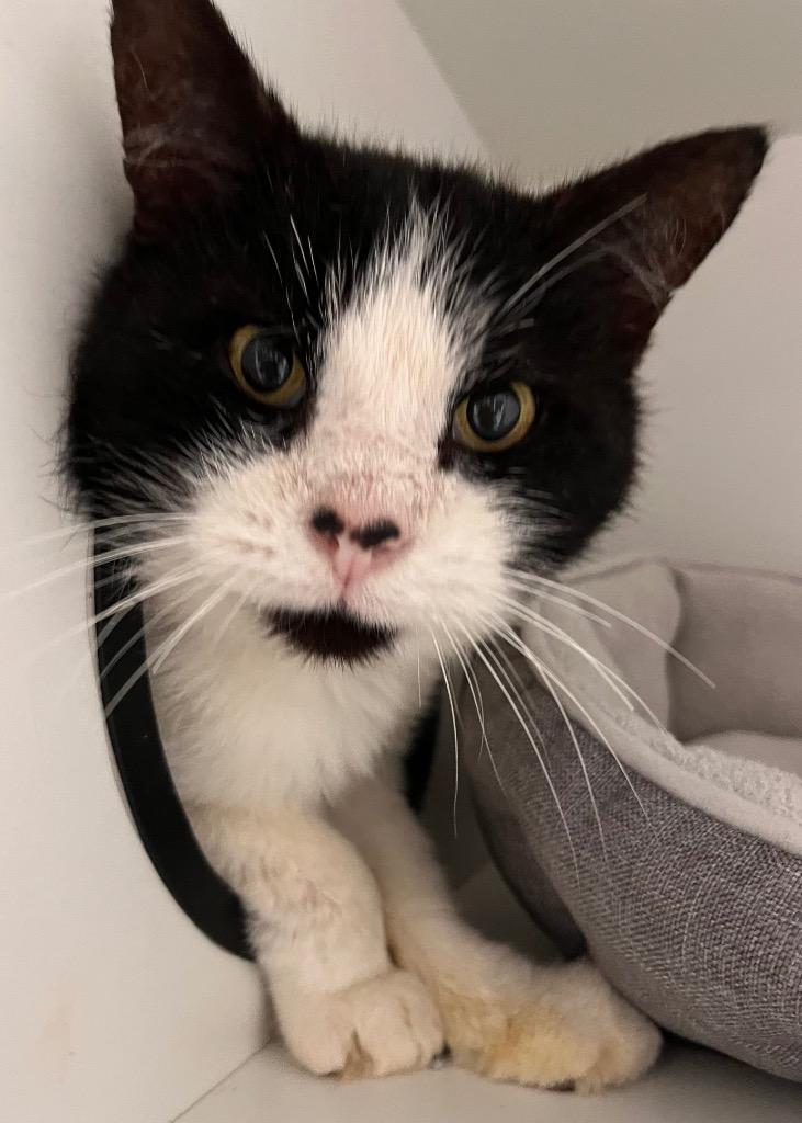 Tommy Boy, Adoptable, Senior Male Domestic Short Hair.