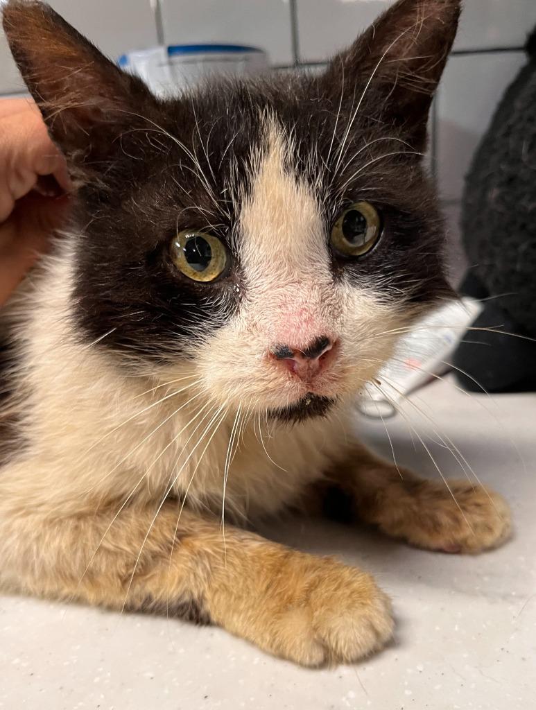 Enlarge Tommy Boy, a Adoptable mixed breed in Huntington, IN image 3/4