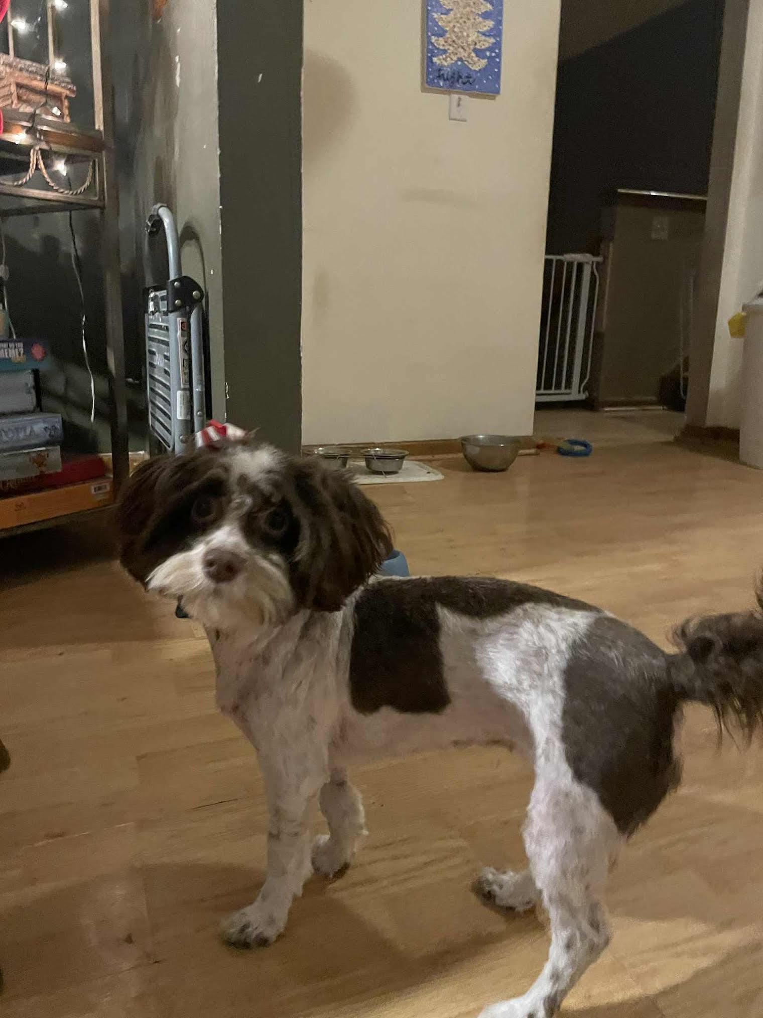 Willow - Courtesy Listing