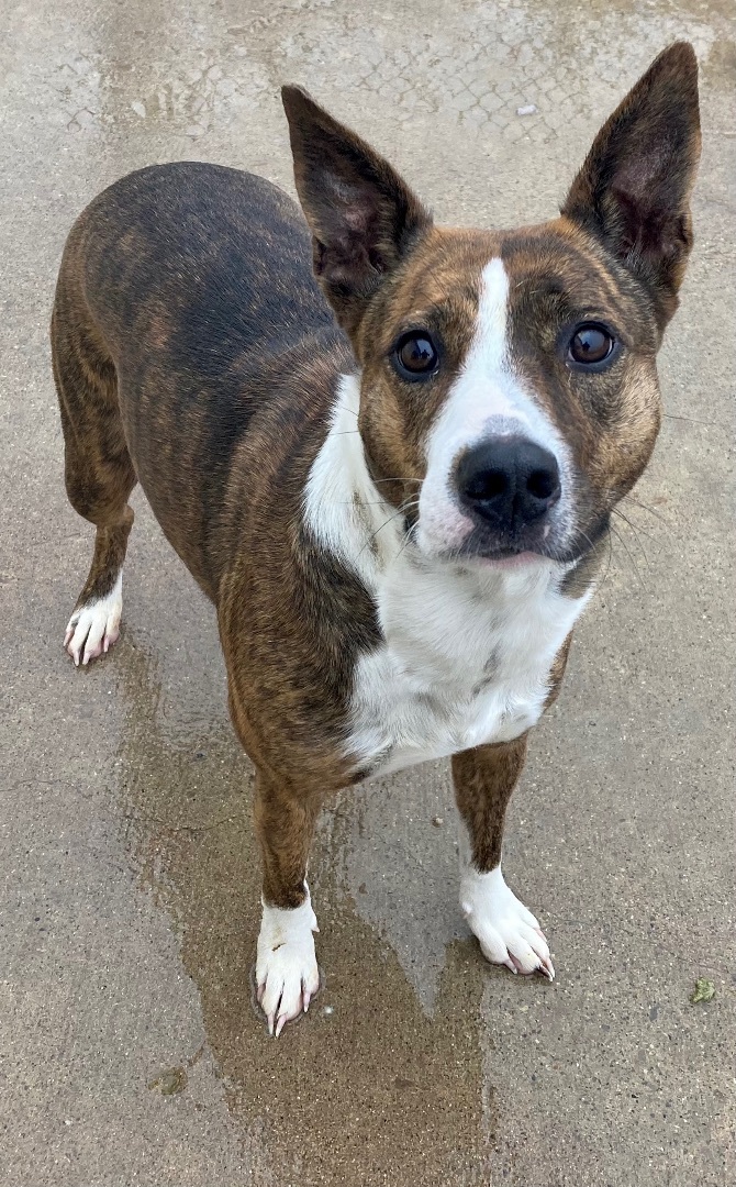 Sierra, Adoptable, Adult Female Mixed Breed.