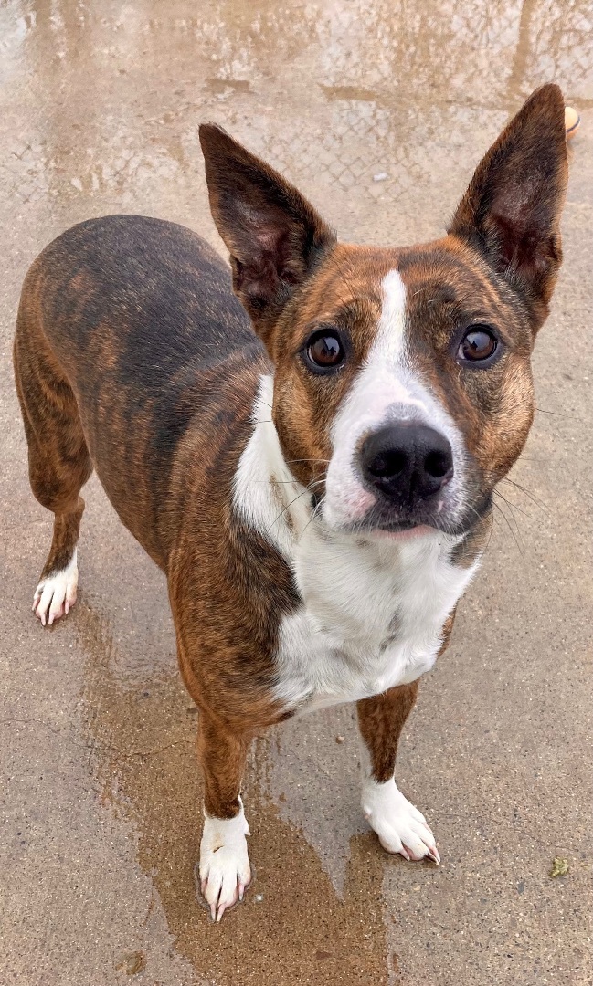 Enlarge Sierra, a Adoptable mixed breed in Sandusky, MI image 2/6