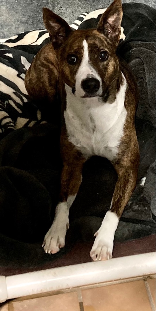 Enlarge Sierra, a Adoptable mixed breed in Sandusky, MI image 3/6