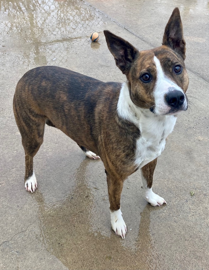 Enlarge Sierra, a Adoptable mixed breed in Sandusky, MI image 4/6